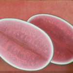 Sandias - Roberto Donis